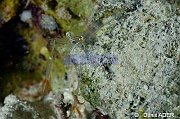 Cuapetes Periclimenes teniupes sp1Crevette longues pinces-Wakatobi Moga Island-5m-20180530nuit-Denis-ADER-DSC_2374_tn